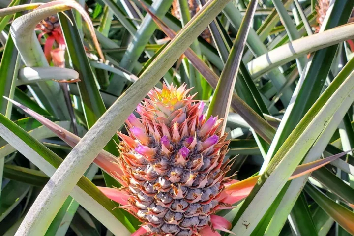 Pineapple