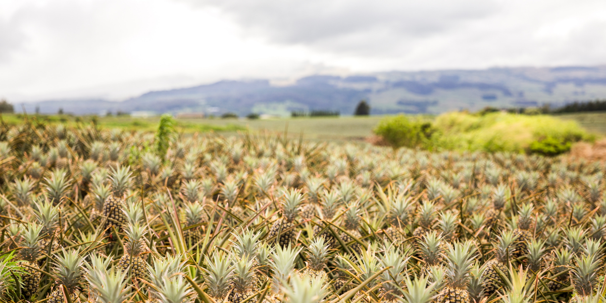 Pineapple Farm Tour in Maui, HI | Maui Pineapple Tour