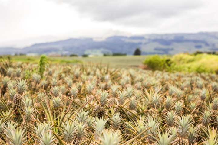 a close up of a flower field