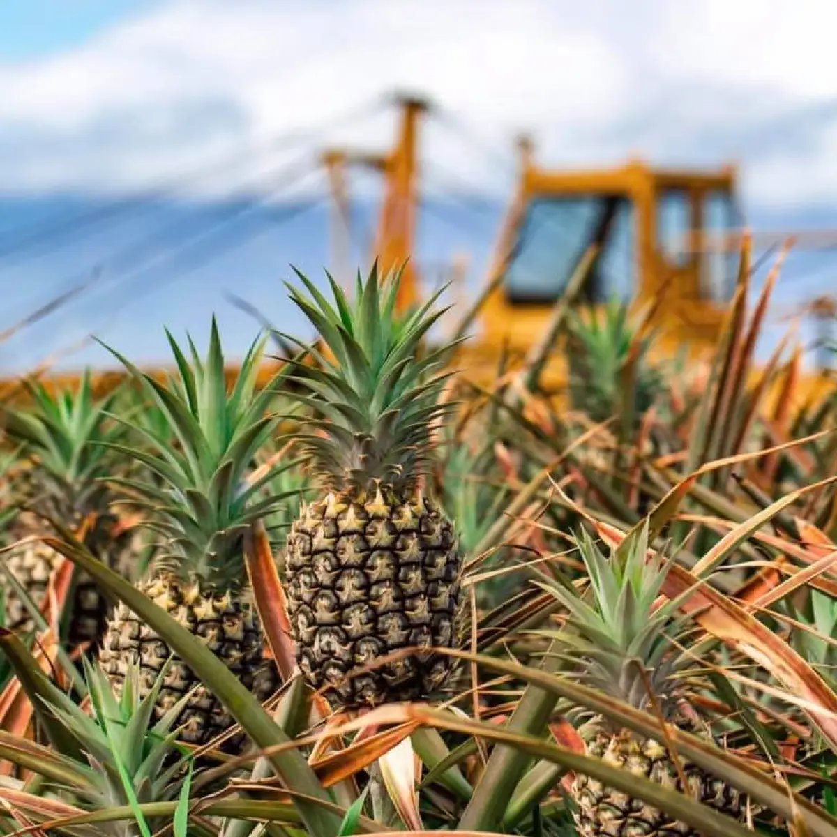 Pineapple Farm Pineapple Farm