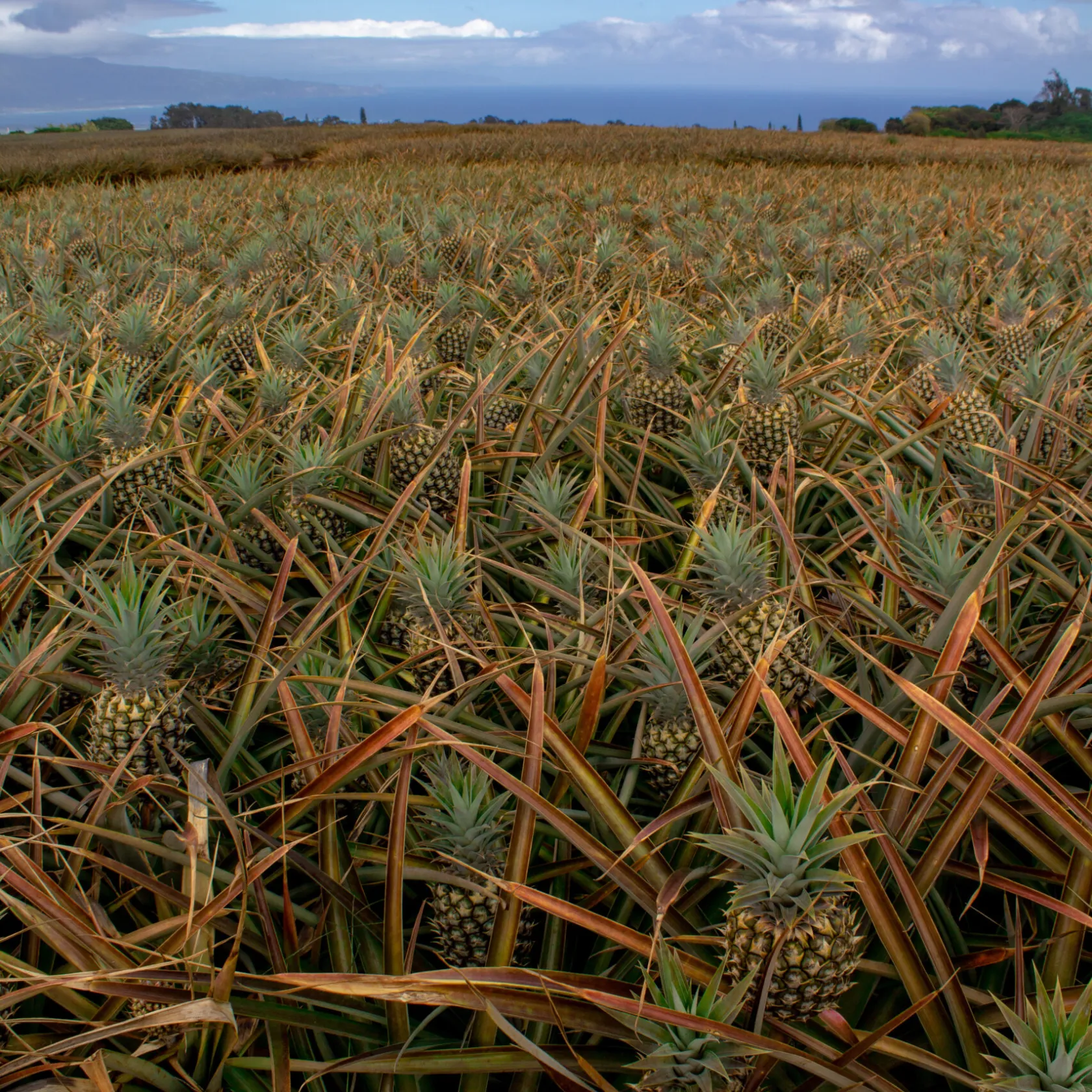Pineapple Farm Pineapple Farm