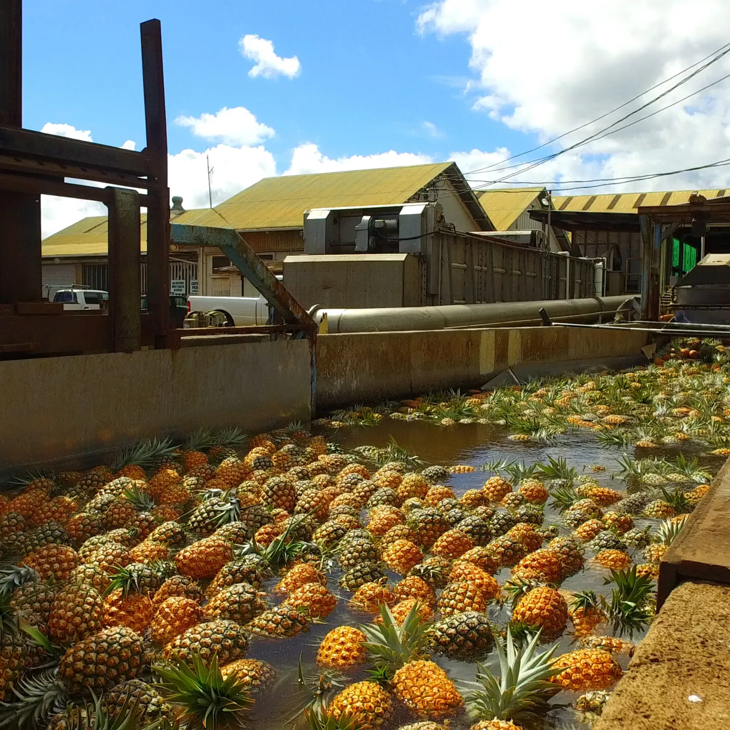 Maui Pineapple Tour | Pineapple Farm Tours in Maui, HI