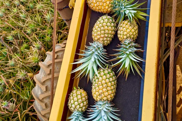 a pineapple growing on a tree