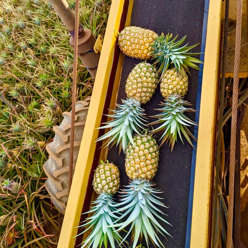a pineapple growing on a tree