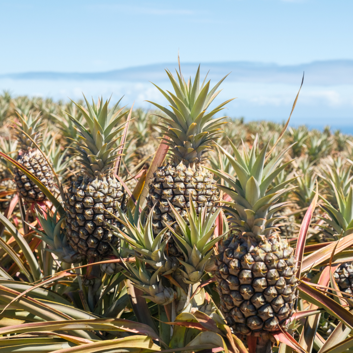 a pineapple growing on a tree