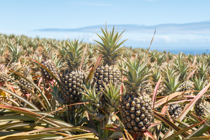 a pineapple growing on a tree