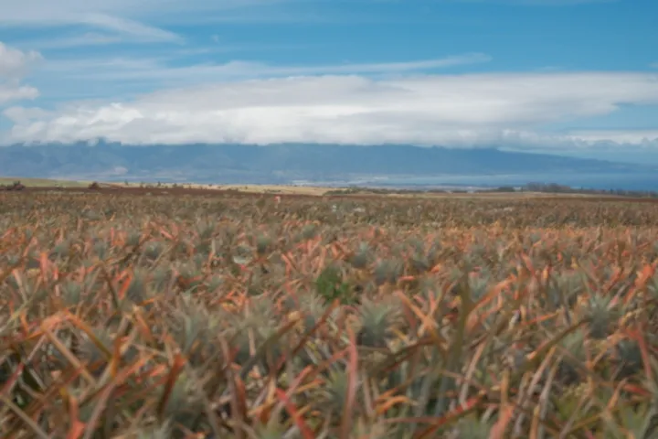 a large green field with trees in the background