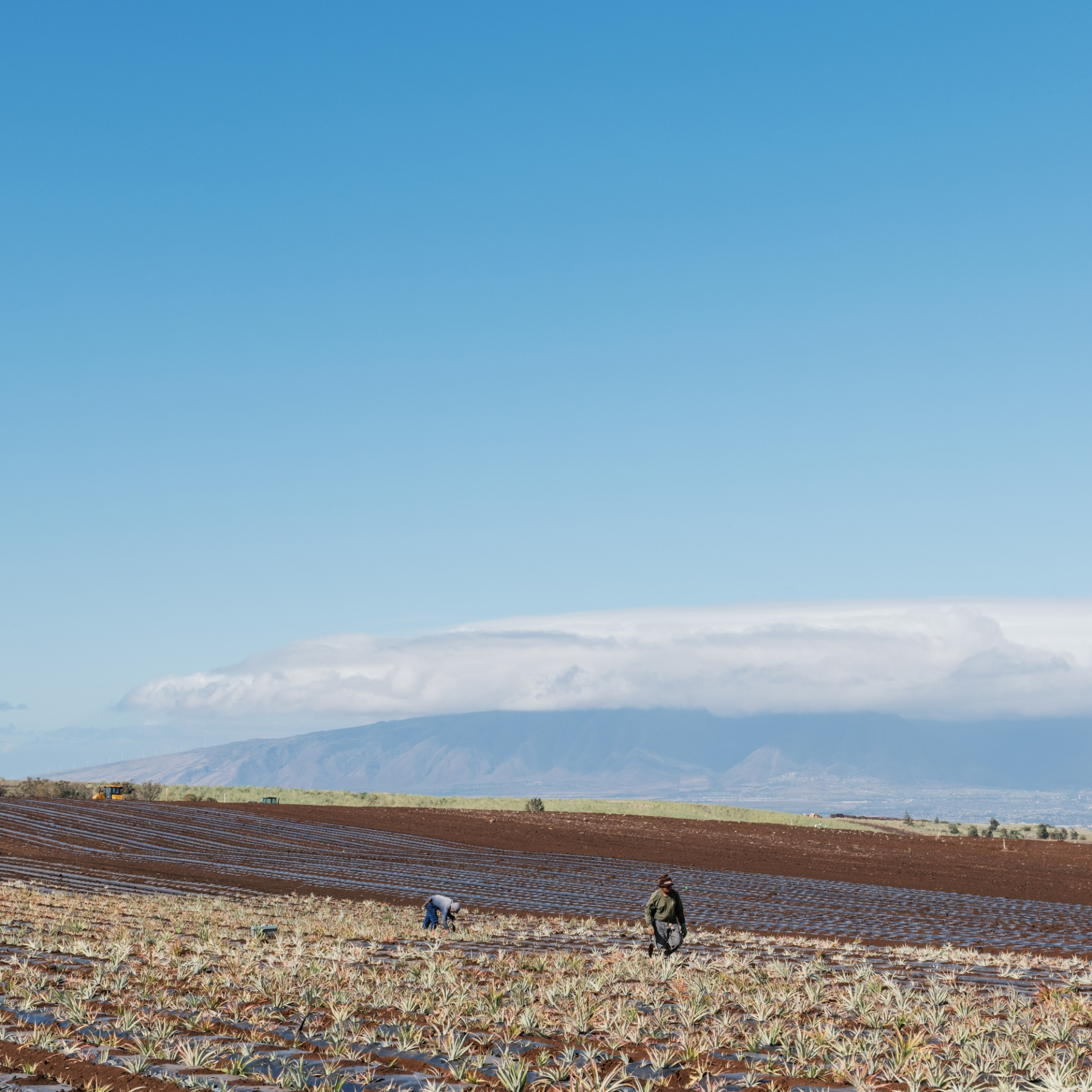 Two workers in a pineapple field with mountains and clouds in the background.
