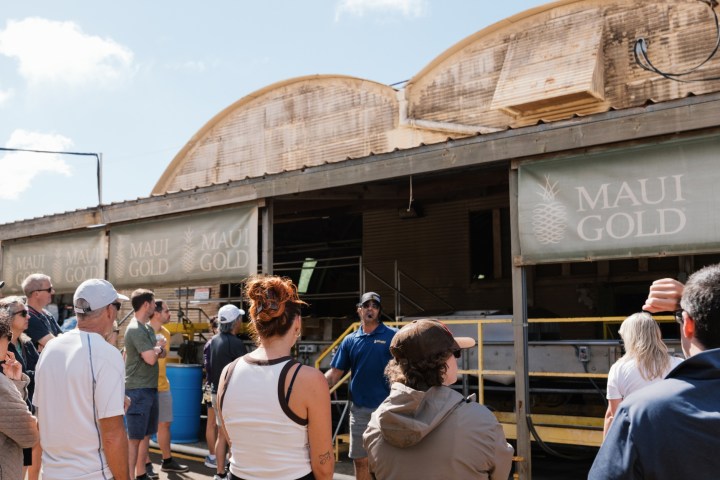 Group of people on a factory tour with 'Maui Gold' signs above them.
