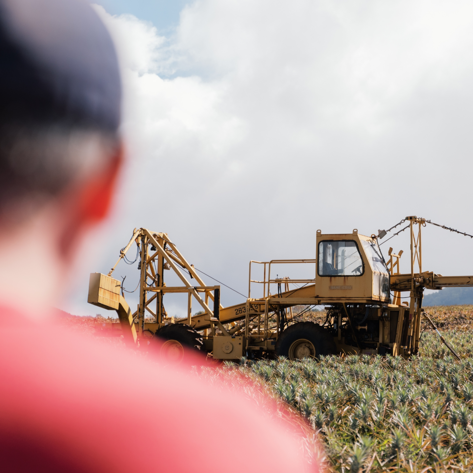 Person in foreground watching a large harvesting machine in a field.