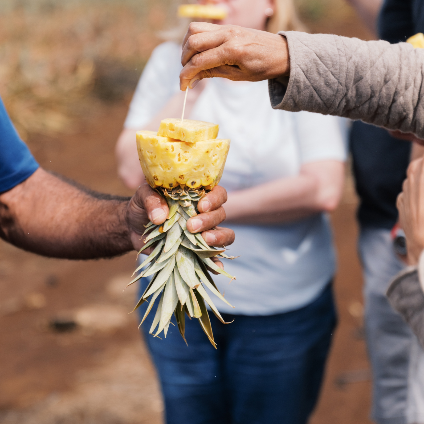 People holding and enjoying a cut pineapple outdoors.