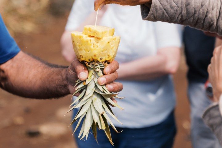 People holding and enjoying a cut pineapple outdoors.