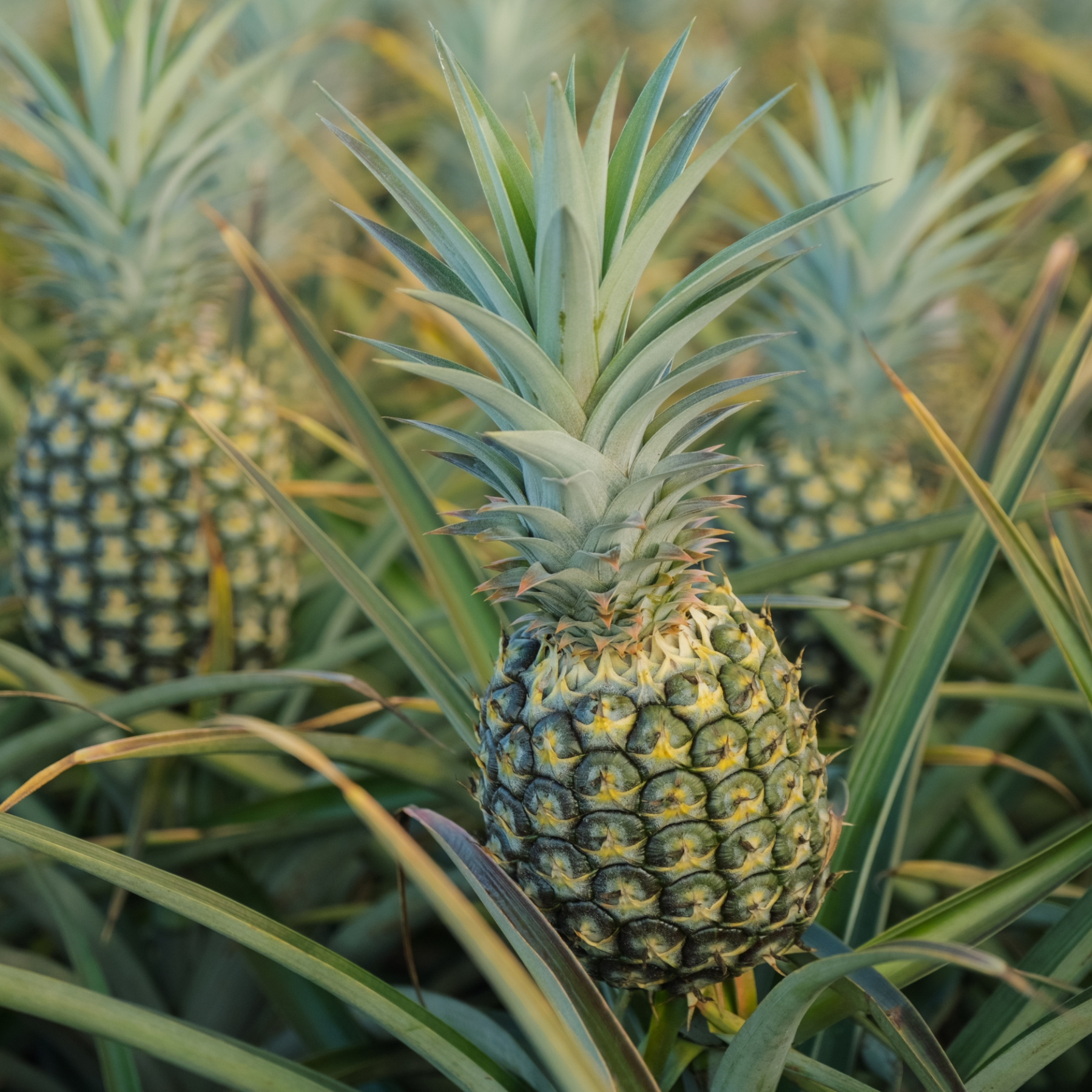 Close-up of pineapples growing among spiky leaves in a field.
