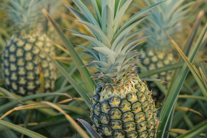 Close-up of pineapples growing among spiky leaves in a field.