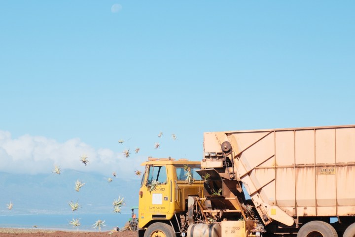 Truck planting pineapple crowns in a field under a clear blue sky.