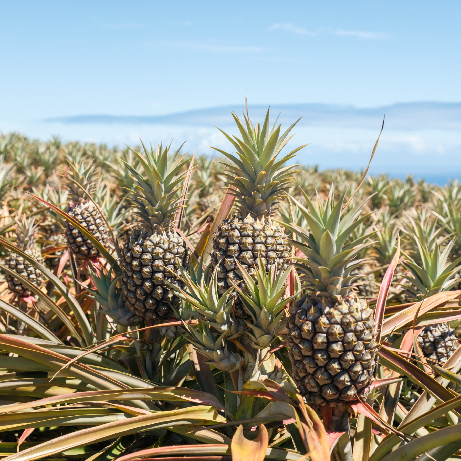 Pineapple plants with ripe pineapples in a field under a clear blue sky.