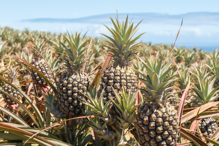 Pineapple plants with ripe pineapples in a field under a clear blue sky.