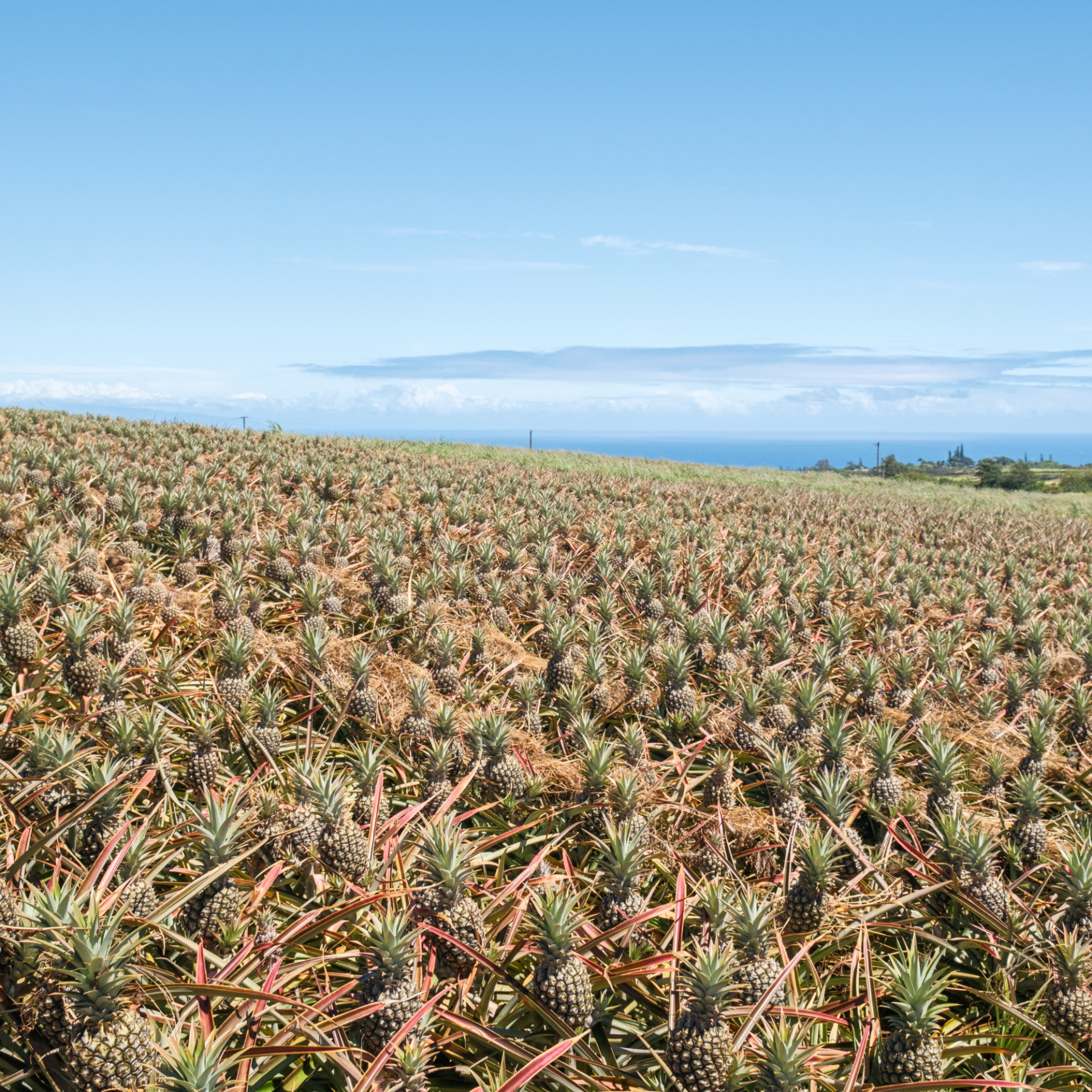 Field of pineapples under a clear blue sky.
