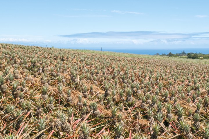Field of pineapples under a clear blue sky.