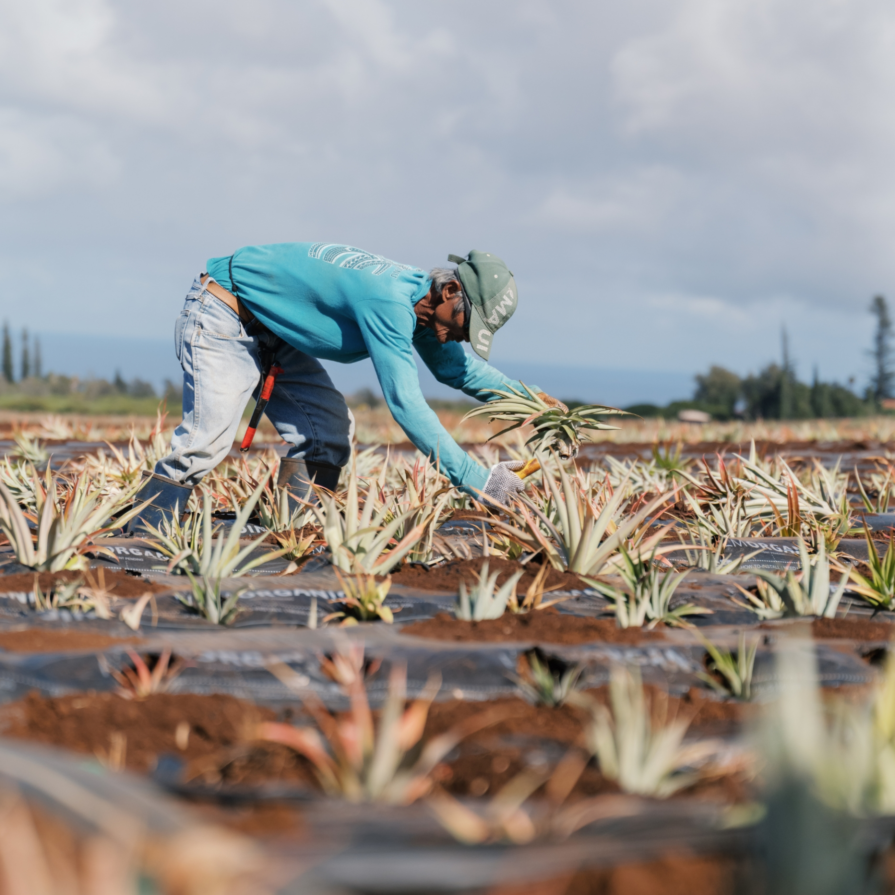 Person in blue shirt harvesting pineapples in a field under cloudy sky.