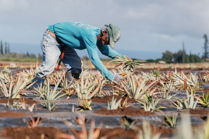 Person in blue shirt harvesting pineapples in a field under cloudy sky.