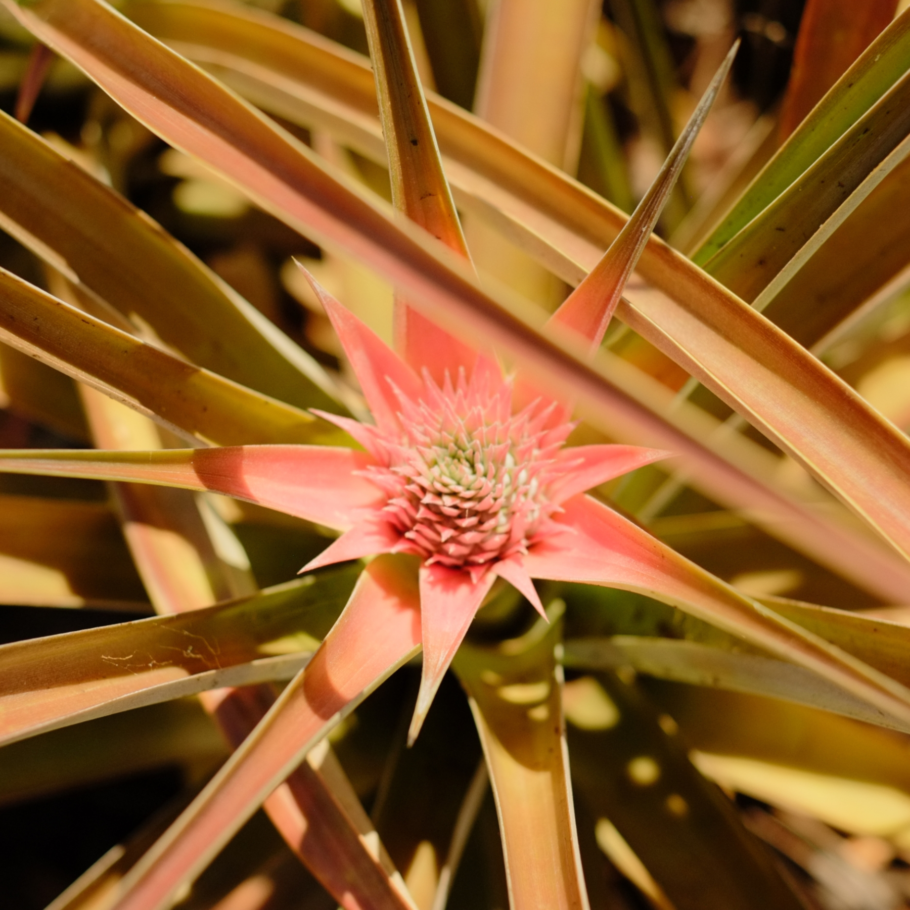 A close-up of a pink bromeliad flower with long, pointed leaves radiating outward.