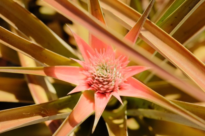 A close-up of a pink bromeliad flower with long, pointed leaves radiating outward.