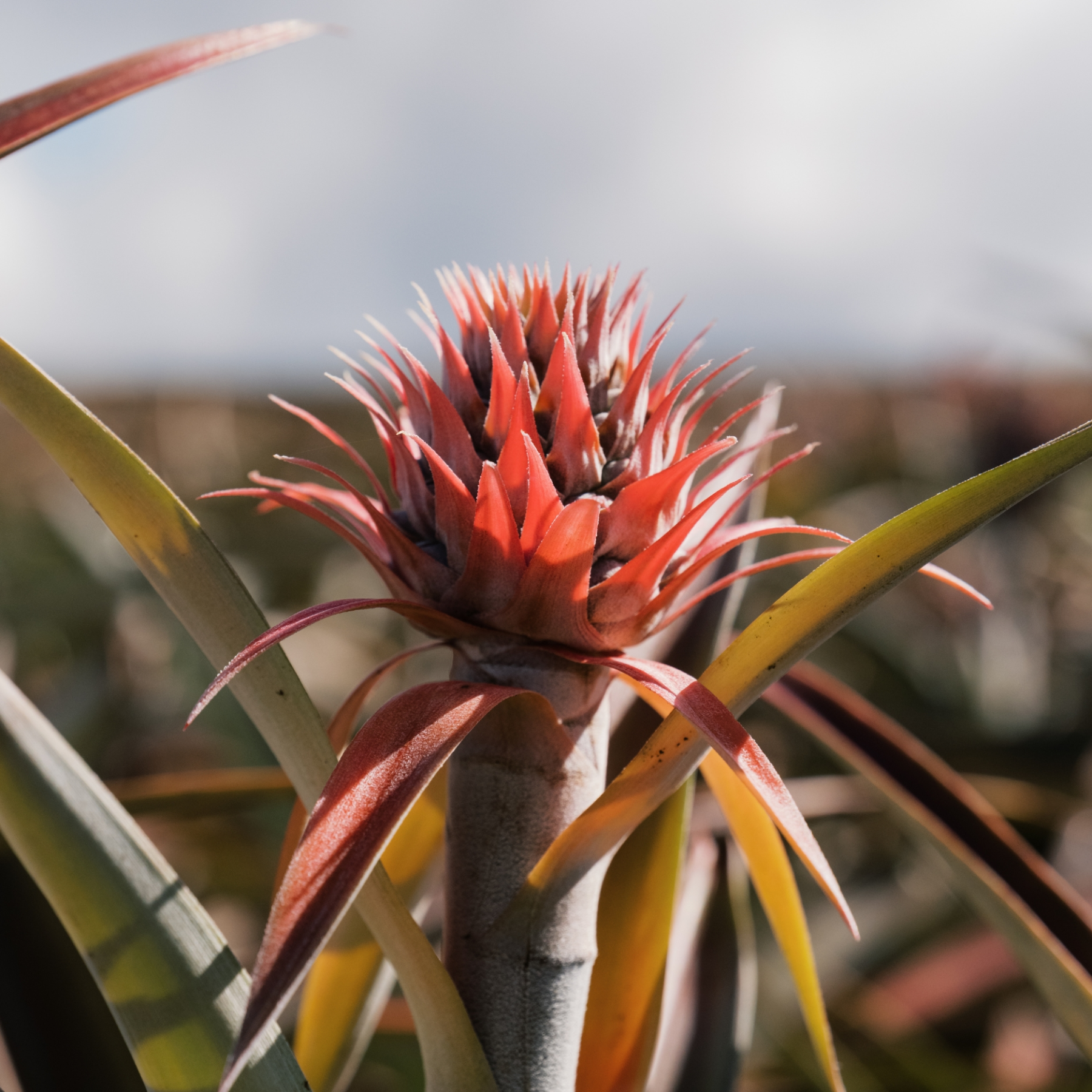 Close-up of a red spiky bromeliad flower with pointed leaves against a blurred background.