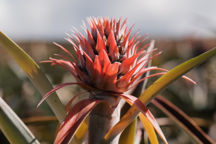 Close-up of a red spiky bromeliad flower with pointed leaves against a blurred background.