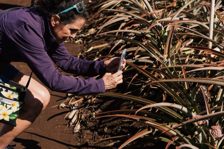 Person photographing pineapples in a field, wearing a purple jacket and blue sneakers.