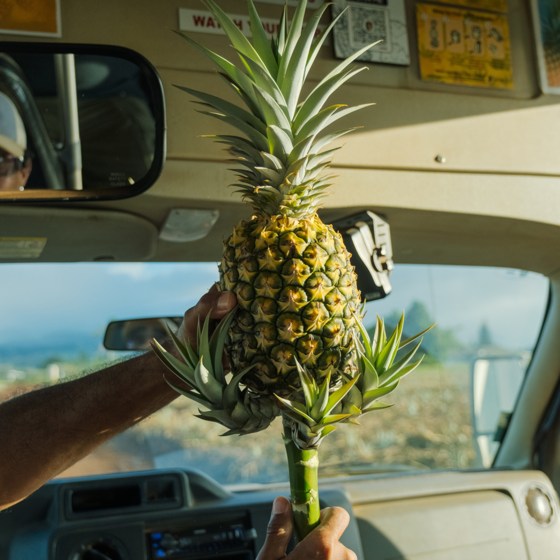 Person holds a fresh pineapple inside a vehicle with sunlight streaming through windows.
