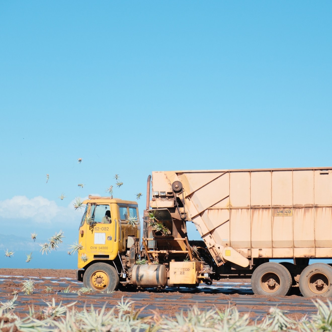 Yellow truck unloading plants in a field under a clear blue sky.