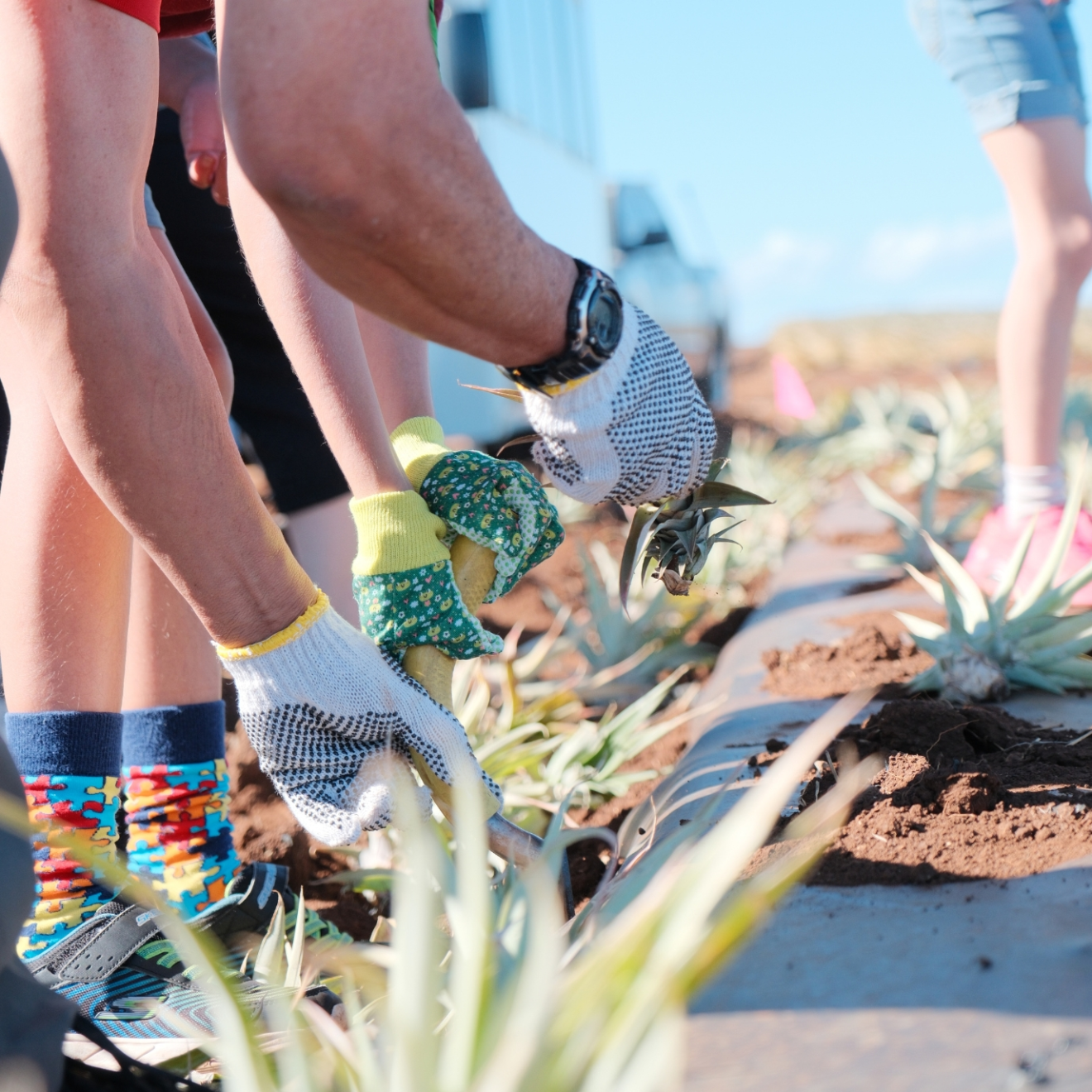 People planting pineapple shoots in a field, wearing gloves and colorful socks.