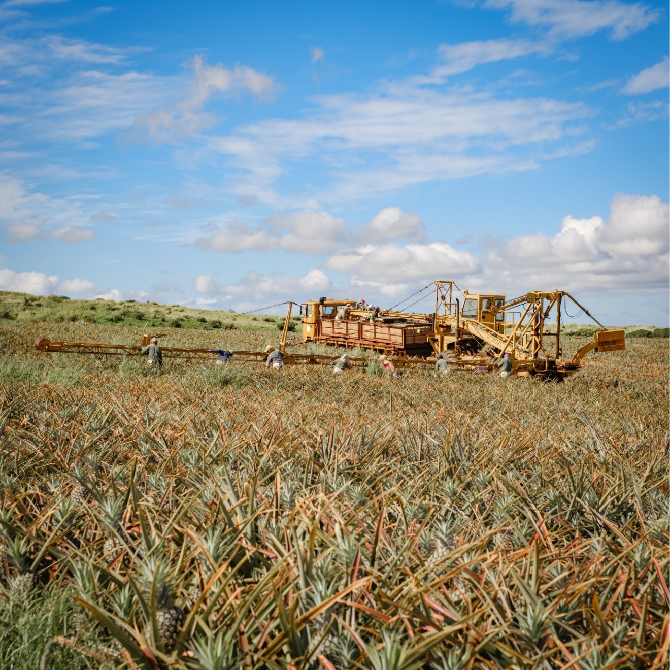 Machine and workers harvesting a field under a blue sky with scattered clouds.